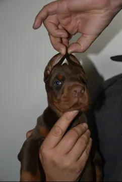 Doberman Piękne zarejestrowane szczenięta na sprzedaż, , //