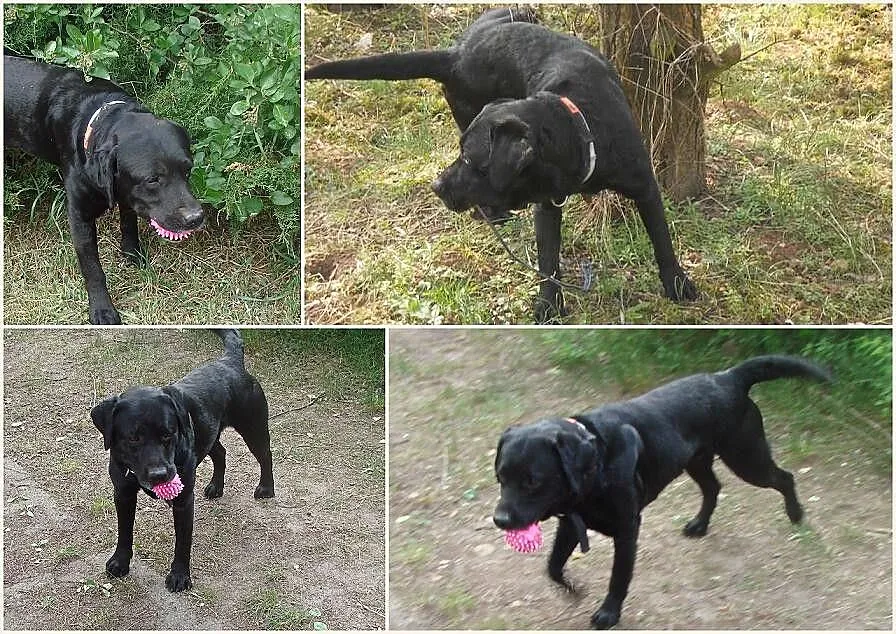 Młody, energiczny, wyjątkowy – labrador Marian pol