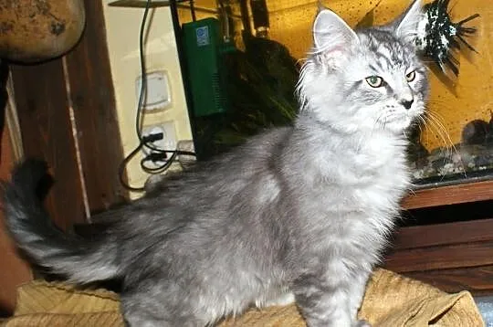 Maine coon kociaki rodowowdowe