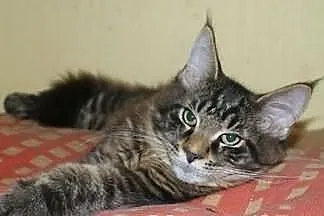 Maine coon kociaki rodowowdowe