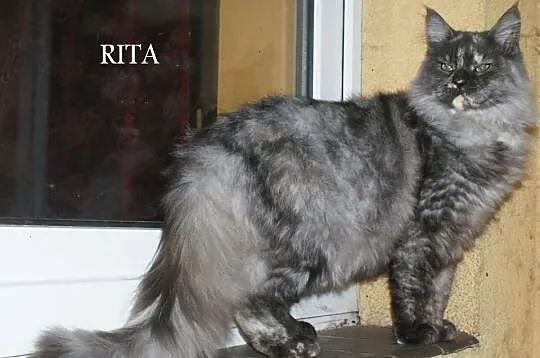 Maine coon kociaki rodowowdowe