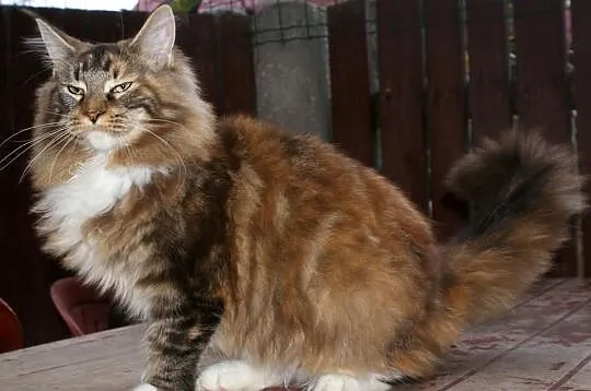 Maine coon kociaki rodowowdowe