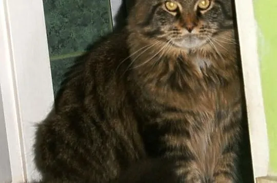 Maine coon kociaki rodowowdowe