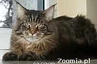 Maine coon kociaki rodowowdowe