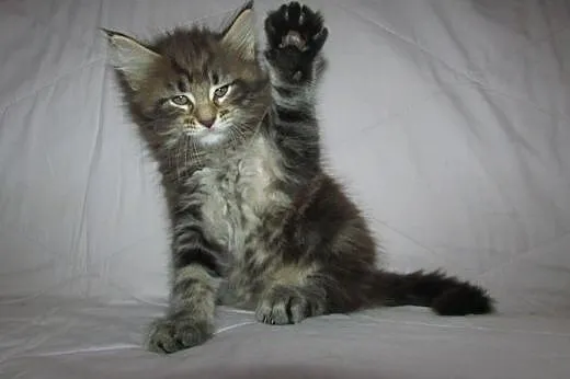 MAINE COON - kocięta z rodowodem FPL/FIFE,  Koty m