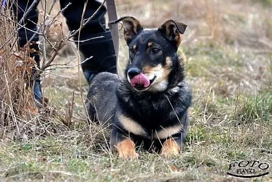 Guluś - niepowtarzalny, radosny SZCZENIAK szuka domu!