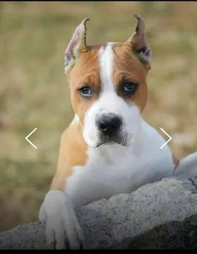 American Staffordshire Terrier Puppies King Of Montenegro, , Warszawka