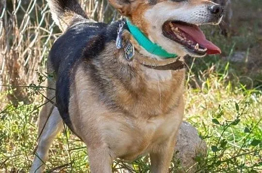 Rex, wesoły i towarzyski psiak do adopcji, Mazowieckie, Warszawa
