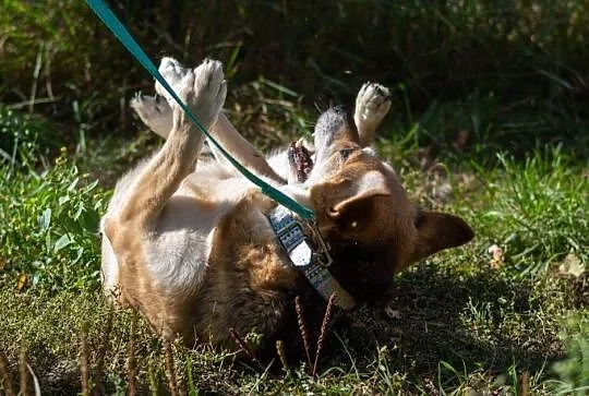 Rex, wesoły i towarzyski psiak do adopcji, Mazowieckie, Warszawa