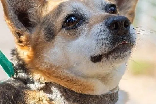 Rex, wesoły i towarzyski psiak do adopcji, Mazowieckie, Warszawa