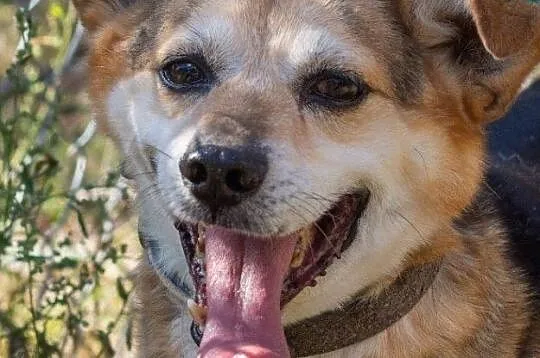Rex, wesoły i towarzyski psiak do adopcji, Mazowieckie, Warszawa