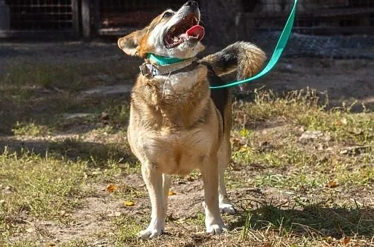 Rex, wesoły i towarzyski psiak do adopcji, Mazowieckie, Warszawa
