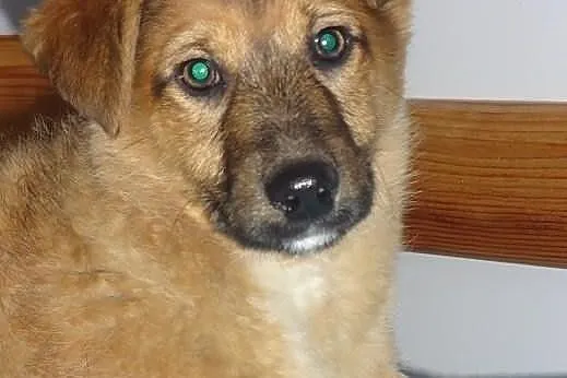 Rupert 3 miesięczny słodziak szuka domu