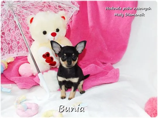 Mini Suczka BUNIA Ratlerek XS! Pinczer miniaturowy +Rodowód Do Odbioru Tel. 739052954, , Żary