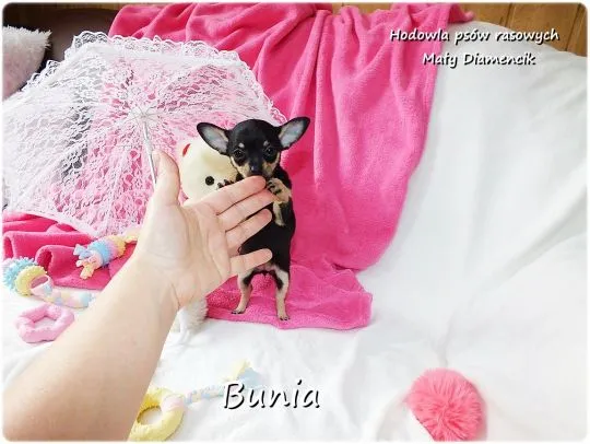 Mini Suczka BUNIA Ratlerek XS! Pinczer miniaturowy +Rodowód Do Odbioru Tel. 739052954, , Żary