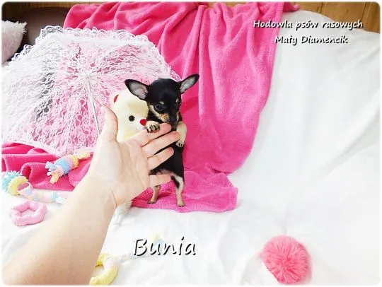 Mini Suczka BUNIA Ratlerek XS! Pinczer miniaturowy +Rodowód Do Odbioru Tel. 739052954, , Żary