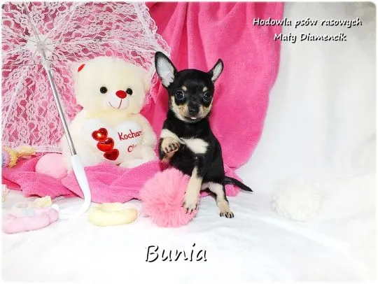Mini Suczka BUNIA Ratlerek XS! Pinczer miniaturowy +Rodowód Do Odbioru Tel. 739052954, , Żary