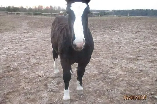 Sprzedam ogierka karego!