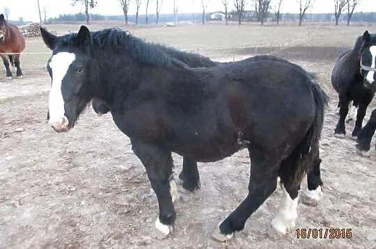 Sprzedam ogierka karego!