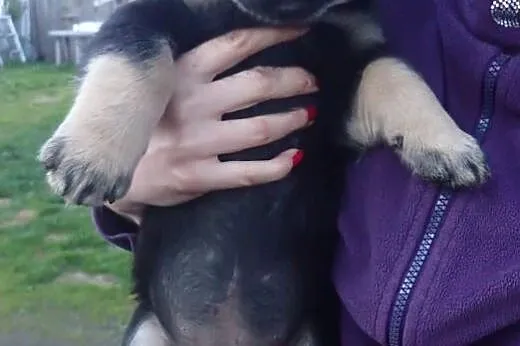 7 szczeniakow szuka domu FILMIK,  łódzkie Skiernie