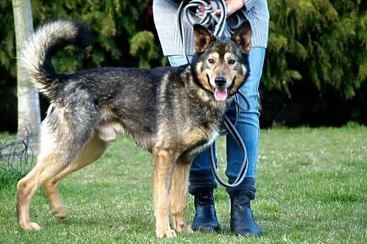 Vuk-pies o wilczej urodzie szuka domu!,  kujawsko-