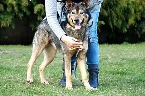 Vuk-pies o wilczej urodzie szuka domu!,  kujawsko-