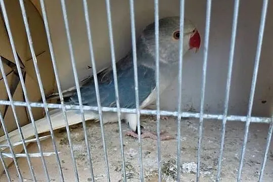 Aleksandretta obrożna niebieska Głowa Ogon