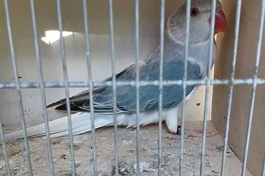 Aleksandretta obrożna niebieska Głowa Ogon, Kujawsko-pomorskie, Polichno