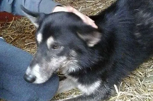Uległy, nieśmiały Pacyfista, lubiący dzieci psiak 