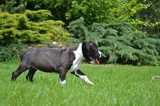 American Staffordshire Terrier - Amstaff - suczka , Piaseczno