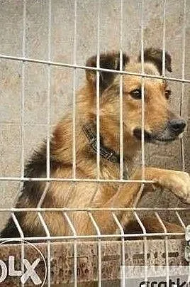 Ciastek wspaniały piesek wiele przeszedł daj mu dobry domek, , Wrocław