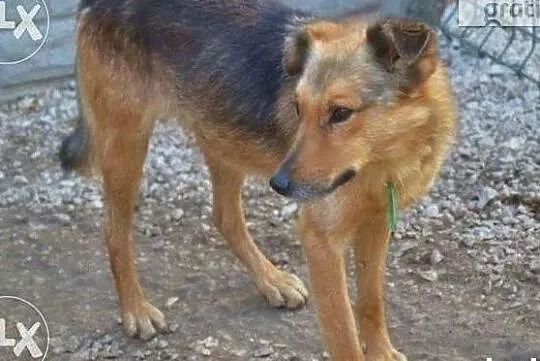 Ciastek wspaniały piesek wiele przeszedł daj mu dobry domek, , Wrocław