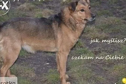 Ciastek wspaniały piesek wiele przeszedł daj mu dobry domek, , Wrocław