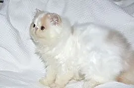 Kocięta perskie długowłose - są dostępne!, Tychy