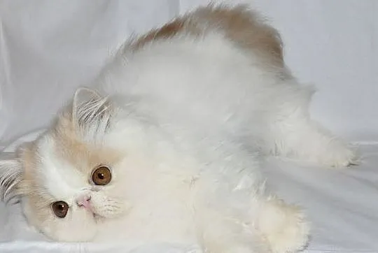 Kocięta perskie długowłose - są dostępne!, Tychy