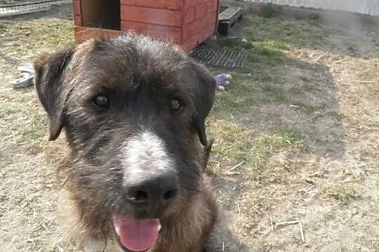 Czarujący Magik czeka na wymarzony domek!
