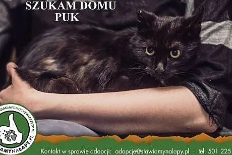 Puk. Fundacja Stawiamy Na Łapy,  małopolskie Krakó