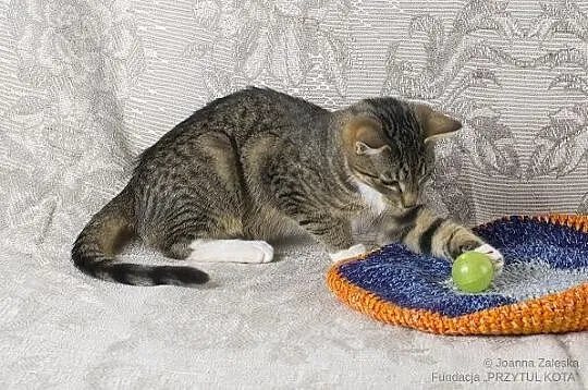 Kminek- przystojny młodzieniec poleca się do adopc