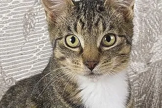 Kminek- przystojny młodzieniec poleca się do adopc