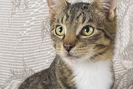 Kminek- przystojny młodzieniec poleca się do adopc