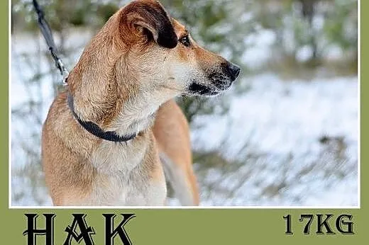 16kg,młody 2 lata,aktywny,przyjazny,wesoły pies HA