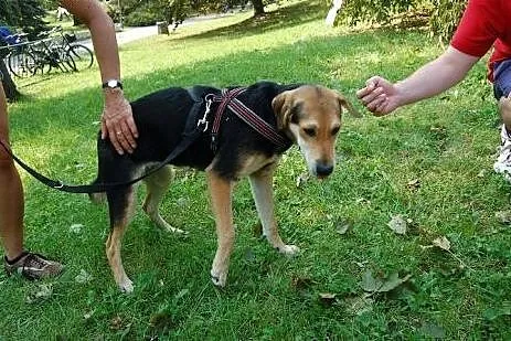 Piękna i mądra psia dziewczynka szuka domu,  święt