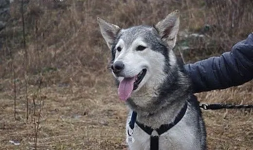Cezar - młody, radosny alaskan malamute szuka domu