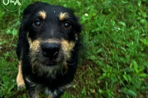 OLO- młody, uroczy, TERIER przyjazny do adopcji,  małopolskie Kraków