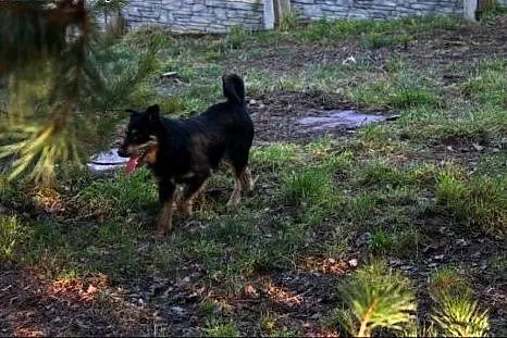 OLO- młody, uroczy, TERIER przyjazny do adopcji,  