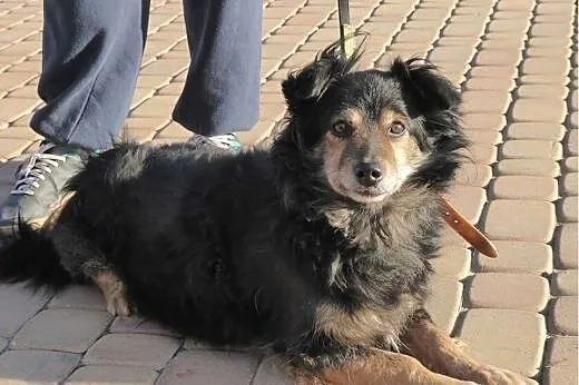 Cudny Lesio do pokochania od zaraz ,  Kundelki cał