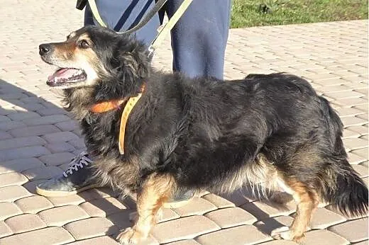 Cudny Lesio do pokochania od zaraz ,  Kundelki cał