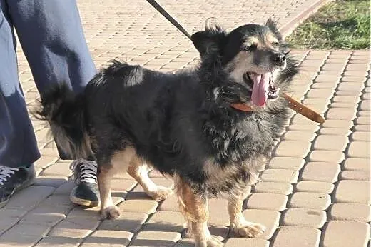 Cudny Lesio do pokochania od zaraz ,  Kundelki cał