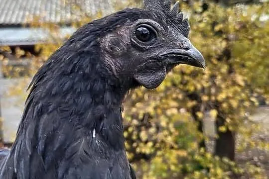 Kogut ayam cemani