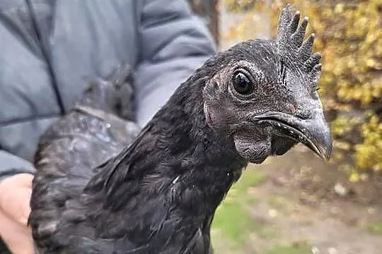 Kogut ayam cemani, Świętokrzyskie, Suliszów